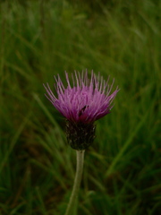 Cirsium dissectum