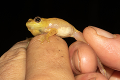 Hyperolius kachalolae