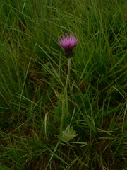 Cirsium dissectum