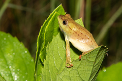 Hyperolius kachalolae