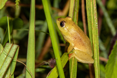 Hyperolius kachalolae