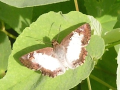 Antigonus emorsa