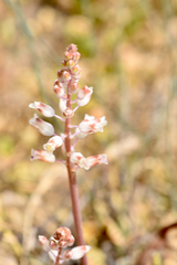 Lachenalia pallida