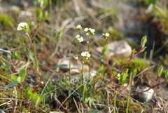 Draba sambukii