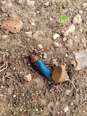 Stenaspis verticalis insignis