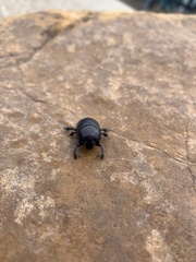 Geotrupes blackburnii