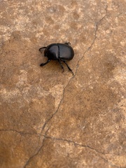 Geotrupes blackburnii