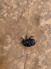 Geotrupes blackburnii