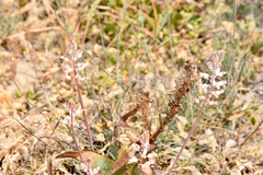 Lachenalia pallida