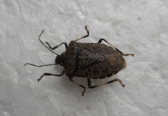 Halyomorpha halys