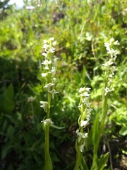 Platanthera dilatata albiflora