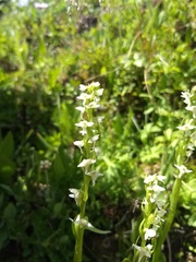 Platanthera dilatata albiflora