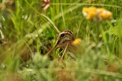 Gallinago nigripennis