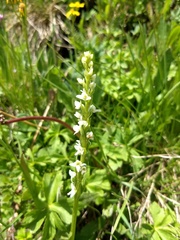 Platanthera dilatata albiflora