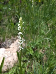 Platanthera dilatata albiflora