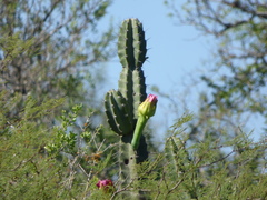 Cereus stenogonus