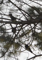 Turdus merula