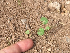 Malva parviflora