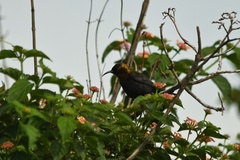 Cinnyris cupreus chalceus