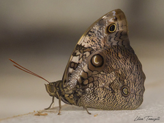 Opsiphanes invirae