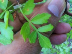 Bursera laxiflora