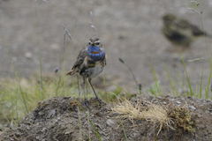 Luscinia svecica svecica