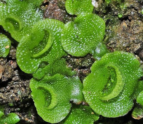 Lunularia cruciata