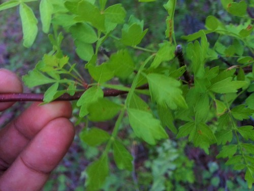 Bursera laxiflora
