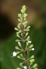 Ocimum carnosum