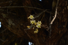 Dendrobium ovatum