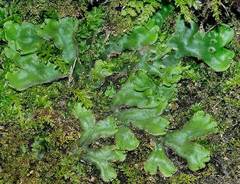 Marchantia paleacea