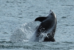 Lagenorhynchus albirostris