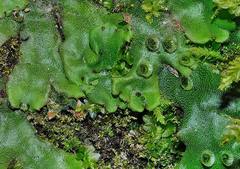 Marchantia paleacea