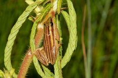 Hyperolius quinquevittatus