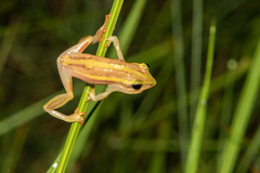 Hyperolius quinquevittatus