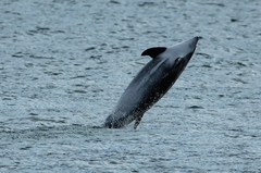 Lagenorhynchus albirostris