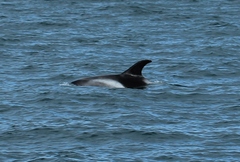 Lagenorhynchus albirostris
