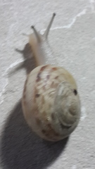 Levantina spiriplana