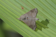 Olceclostera nigripuncta