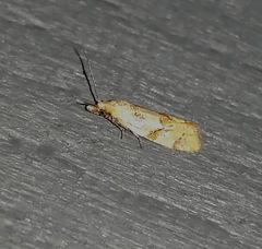 Phtheochroa vitellinana