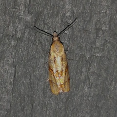Phtheochroa vitellinana