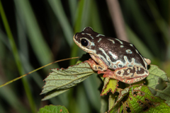 Hyperolius marginatus