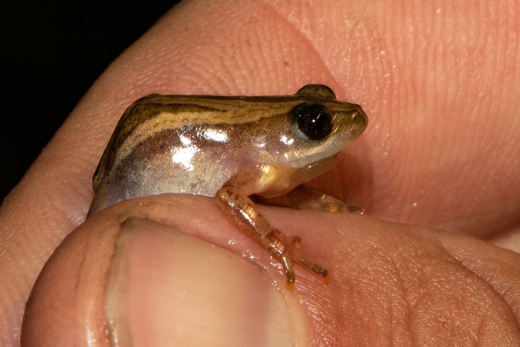 De Witte's Clicking Frog