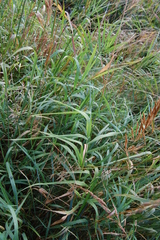 Bromus inermis