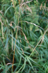 Bromus inermis