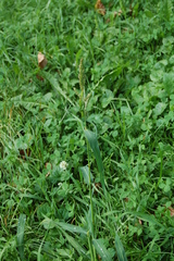 Echinochloa crus-galli