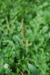 Echinochloa crus-galli