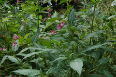 Impatiens glandulifera