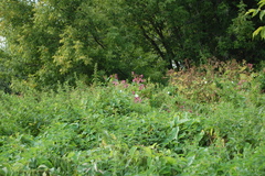 Impatiens glandulifera