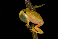 Hyperolius kivuensis